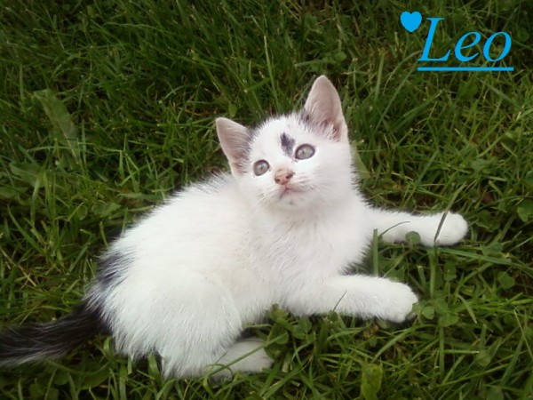 Leo
